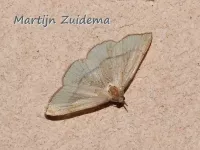 [Idaea degeneraria]